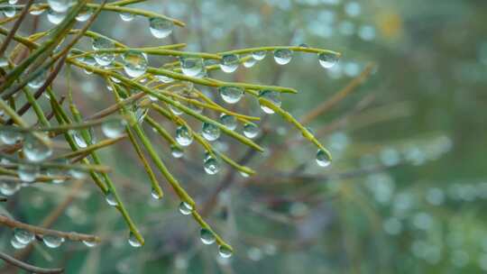 特写雨后大自然