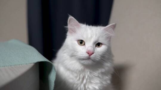 可爱的土耳其安哥拉小白猫视频素材模板下载