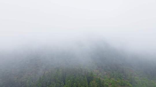 阴雨天气森林里白色的浓雾随风飘动阴天航拍