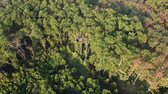 热带雨林航拍-海南-森林-4k
