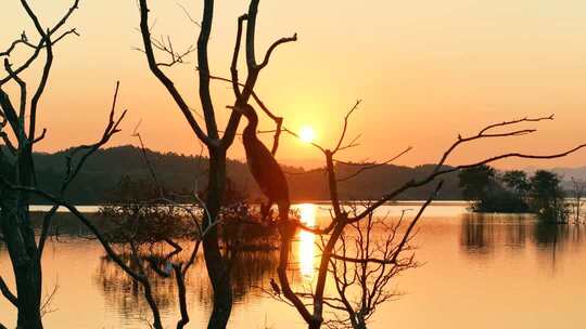 候鸟 飞鸟 鸬鹚