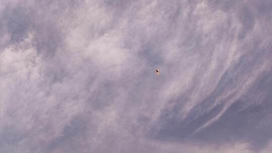 天空 风筝 蓝天 公园 城市 白云