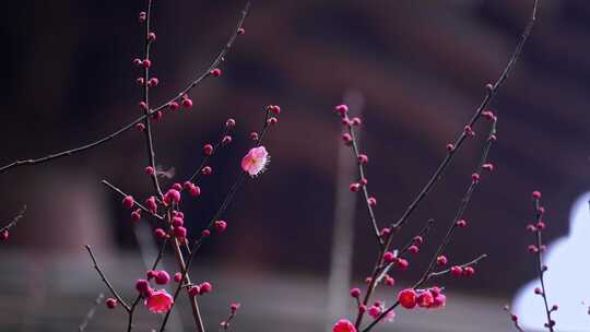 盛开的梅花