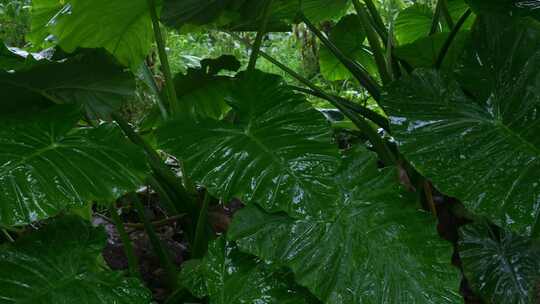 下雨雨滴绿植绿叶下雨天雨季