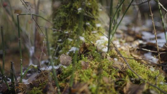 雪中长满青苔的大树特写