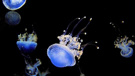 4K水下奇观、海底世界、水母游动