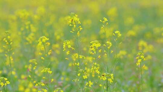 春天油菜花春暖花开蜜蜂采蜜视频素材模板下载