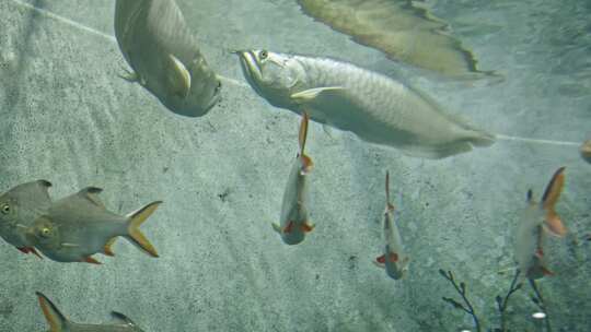 海洋馆水族馆鱼缸鱼类热带鱼淡水鱼特写