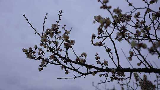 实拍梅花 梅花开