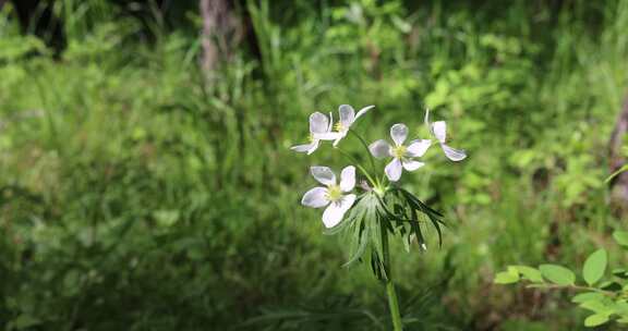 野生药用植物银莲花