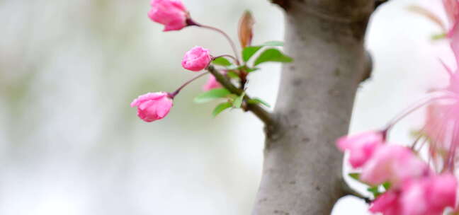 海棠花 绿叶 细雨