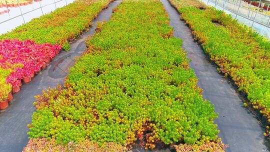 多肉种植基地航拍