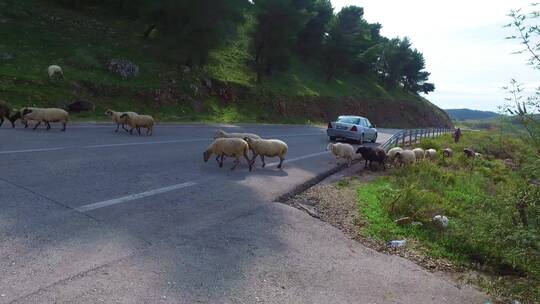 阿尔巴尼亚牧羊人驱赶羊群穿过公路视频素材模板下载