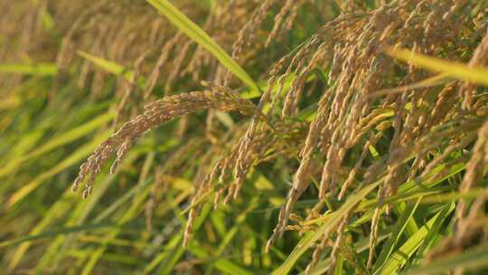 秋季的水稻已经成熟，黑龙江的水稻五常水稻