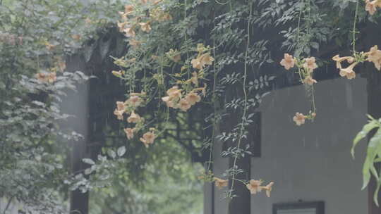 古建筑屋檐下雨 意境水滴 唯美屋檐雨滴