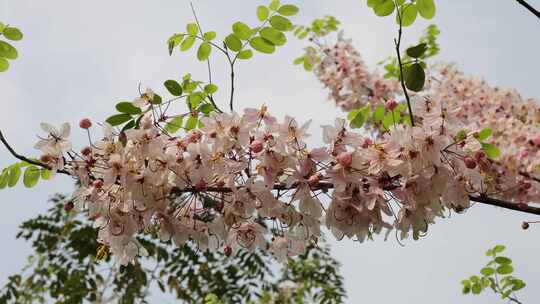 泰国樱花、花旗木