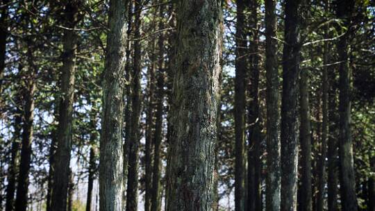 4K杉木特写镜头树林山林