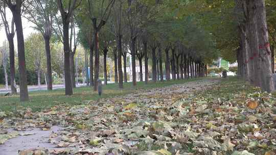 深秋铺满梧桐落叶的公园视频素材模板下载