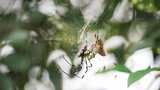 蜘蛛棒络新妇在网上捕食昆虫高清在线视频素材下载
