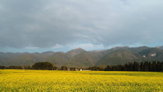 高山下的乡村金黄油菜花田