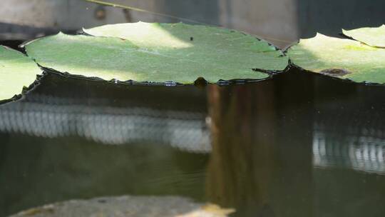 悬挂的香蕉芭蕉果实