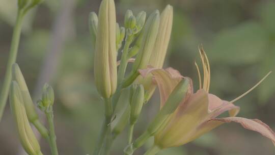 黄花菜LOG