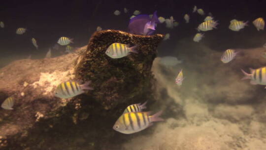 水下遨游的热带鱼群