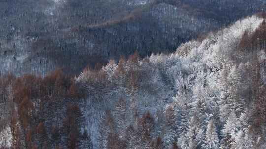 航拍东北下暴雪林海雪原威虎山