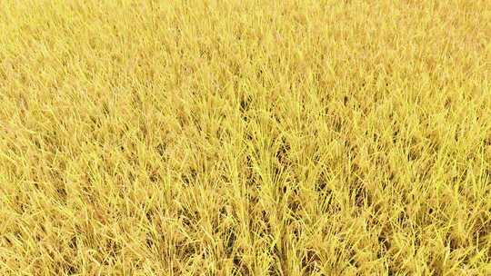 稻谷丰收航拍素材