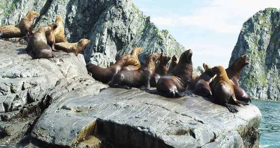 水边的海狮在岩石上