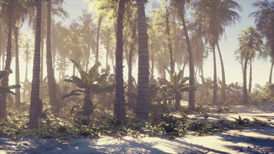 沙滩上美丽的棕榈树绿洲