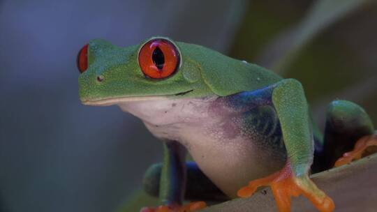 红眼树蛙走过树叶的特写