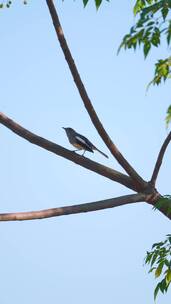 一只鹊鸲栖息在苦楝树枝上