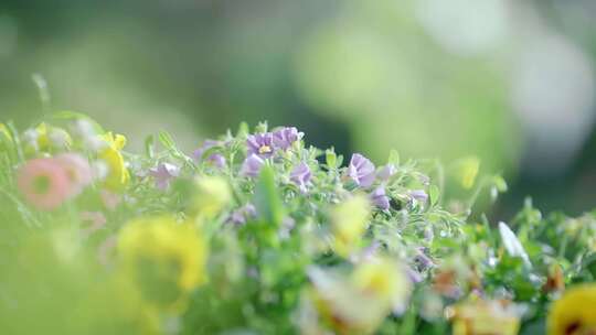 给花浇水  水壶 阳光