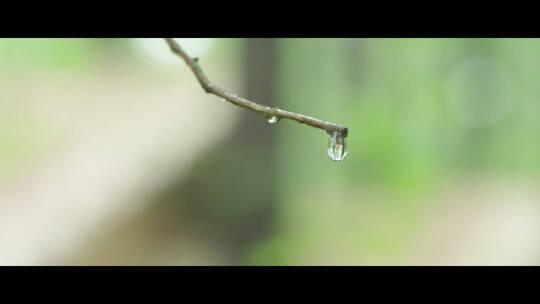 清晨露水在树枝上特写水滴