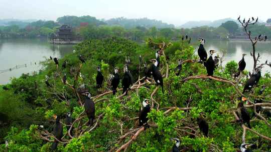 惠州西湖观鸟台航拍大景 1