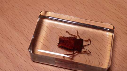 角盾蝽背部腹部昆虫标本琥珀 (2)