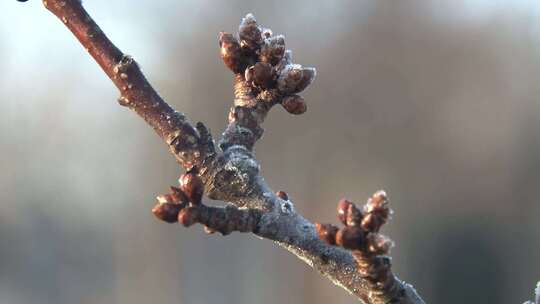秋冬树枝遇冷空气快速结霜结冰