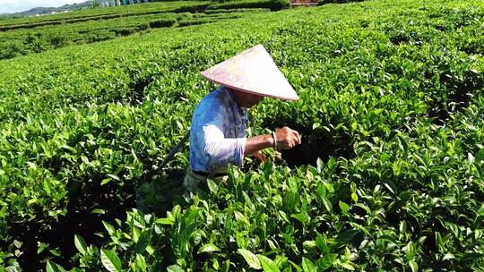 茶山茶园绿茶春茶茶叶