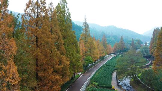 秋天水杉林公路秋色航拍