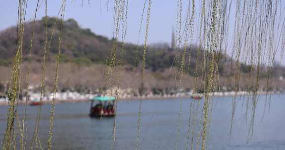 杭州西湖湖边垂柳发芽眺望宝石山保俶塔