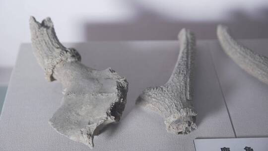 博物馆中的动物化石LOG视频素材