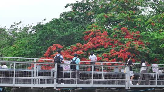 中国广东省广州市荔湾区花地河凤凰花