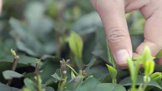 茶叶采制炒茶手工泡茶特写茶艺茶道视频素材