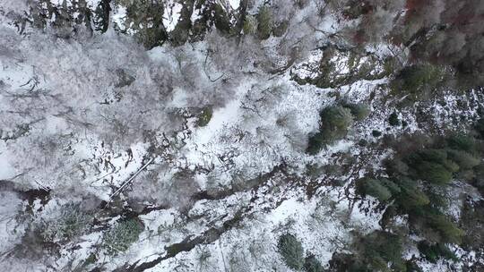 森林被雪覆盖的航拍景观