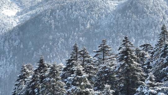 航拍湖北神农架原始森林群山冬季雪景雪松视频素材模板下载