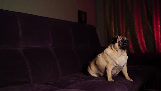 狗在沙发上休息视频素材模板下载