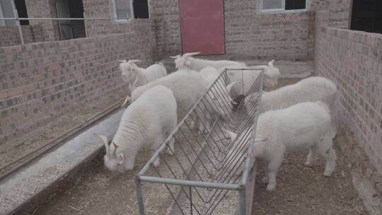 绒山羊养殖基地