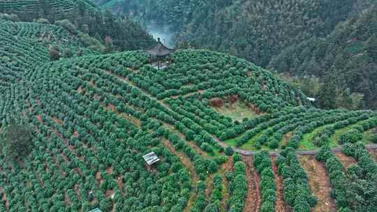 黄山毛峰茶园茶山绿茶