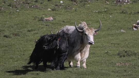 草原上的牛 情侣